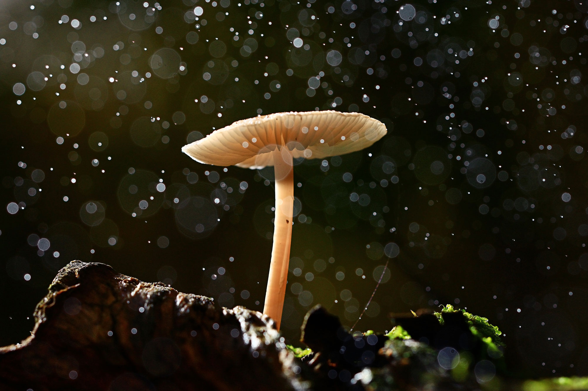 Functional Mushrooms: How ‘Magic Mushrooms’ Popularity Help Their ...